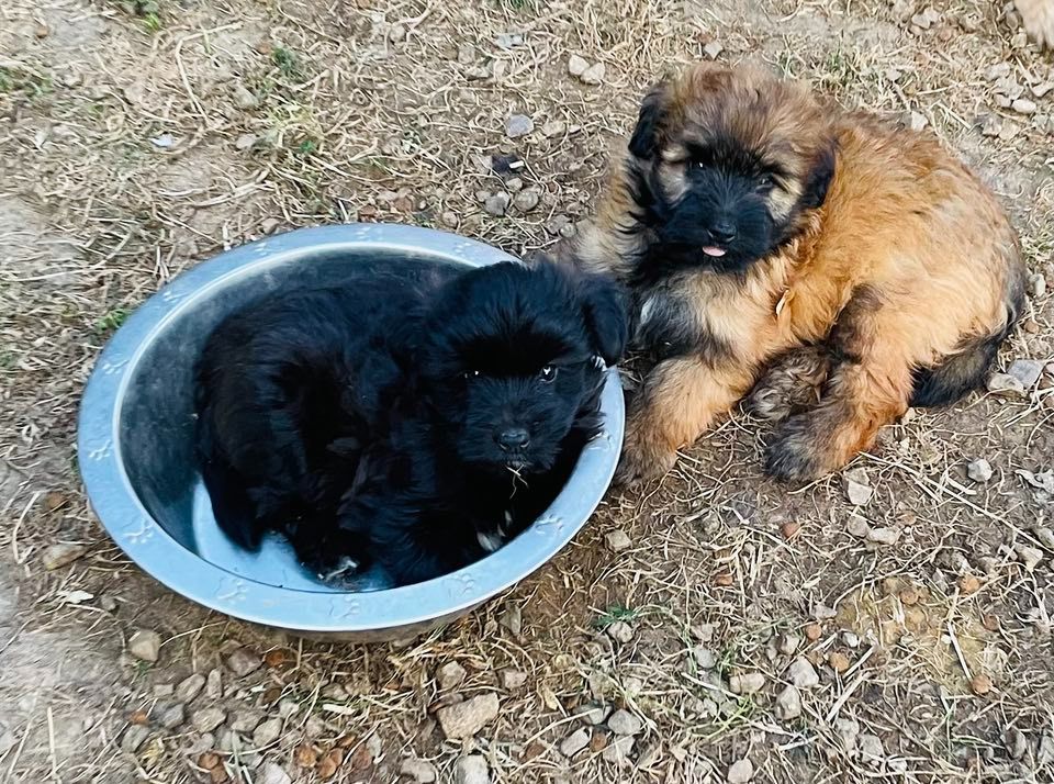 chiot Berger des Pyrenees à poil long du Pic d'Arrouyette