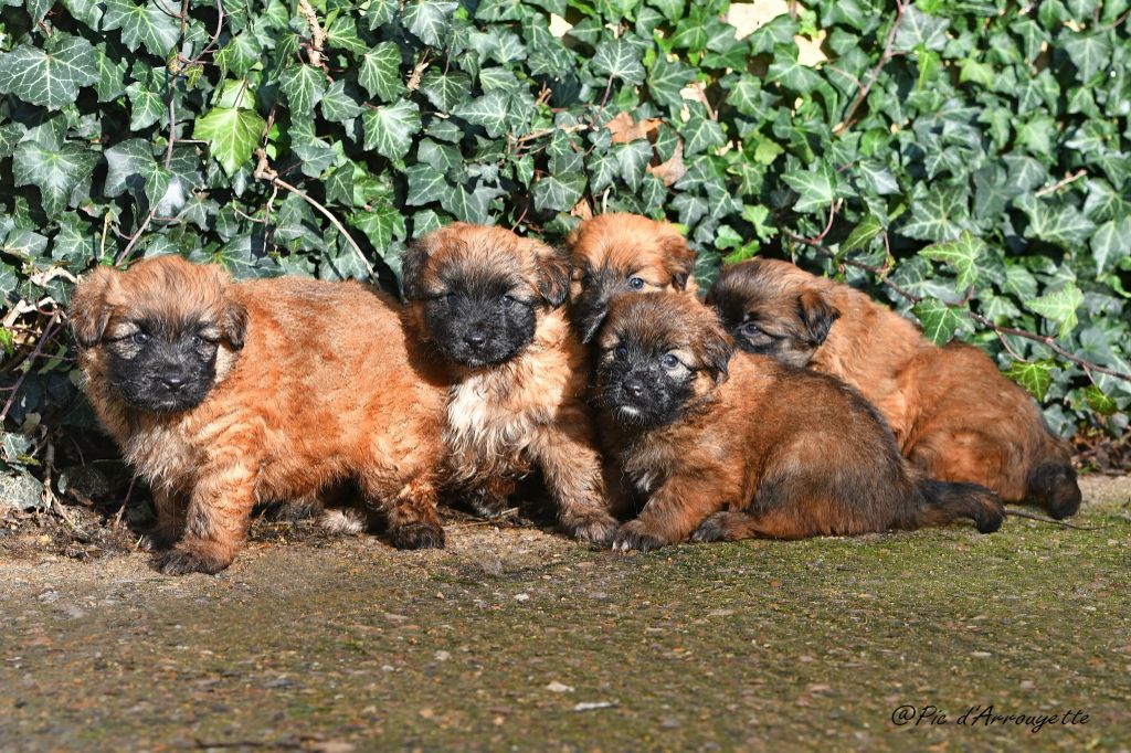 chiot Berger des Pyrenees à poil long du Pic d'Arrouyette