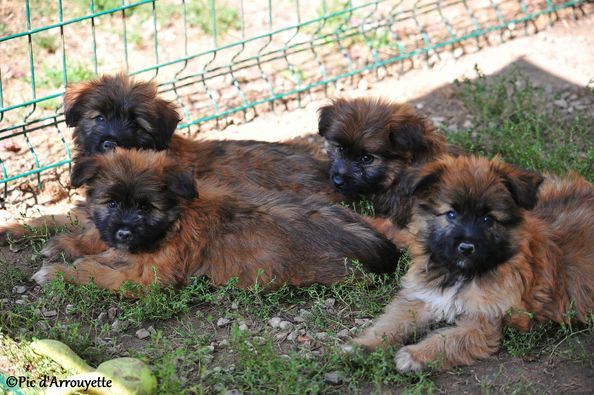 chiot Berger des Pyrenees à poil long du Pic d'Arrouyette