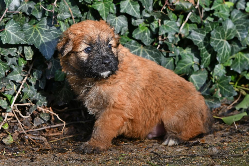 du Pic d'Arrouyette - Chiot disponible  - Berger des Pyrenees à poil long