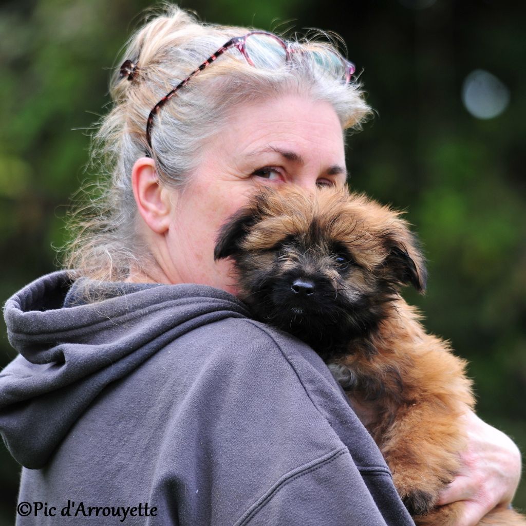 chiot Berger des Pyrenees à poil long du Pic d'Arrouyette