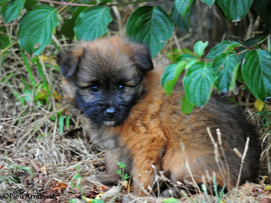 du Pic d'Arrouyette - Chiot disponible  - Berger des Pyrenees à poil long