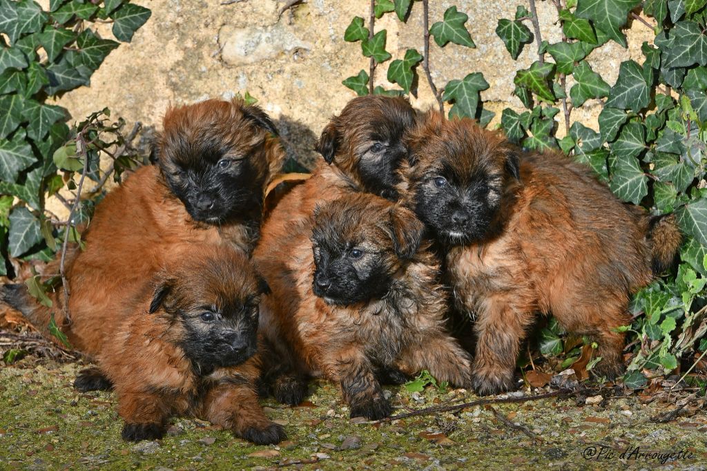 chiot Berger des Pyrenees à poil long du Pic d'Arrouyette