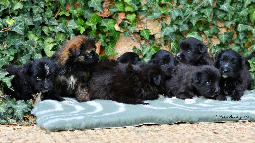 Chiots disponibles à partir du 25 Octobre 2025