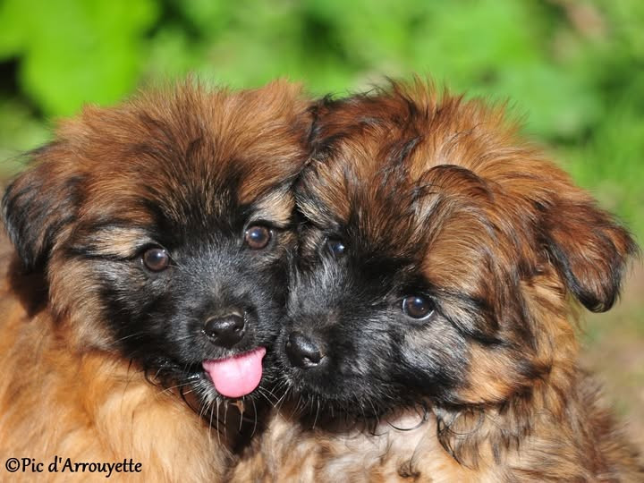 Chiots femelles fauves disponibles à partir du 5 novembre 2025