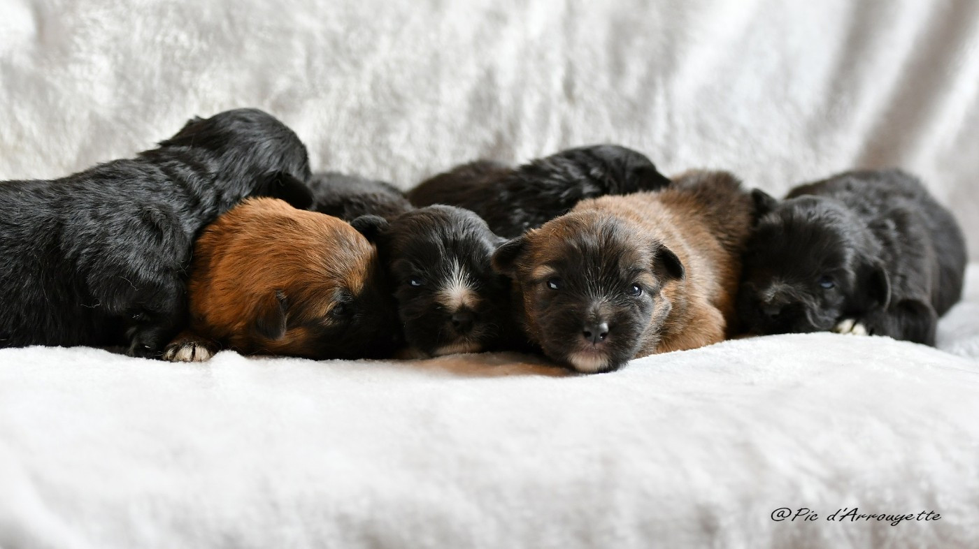 du Pic d'Arrouyette - Chiots disponibles à partir du 8 janvier 2026