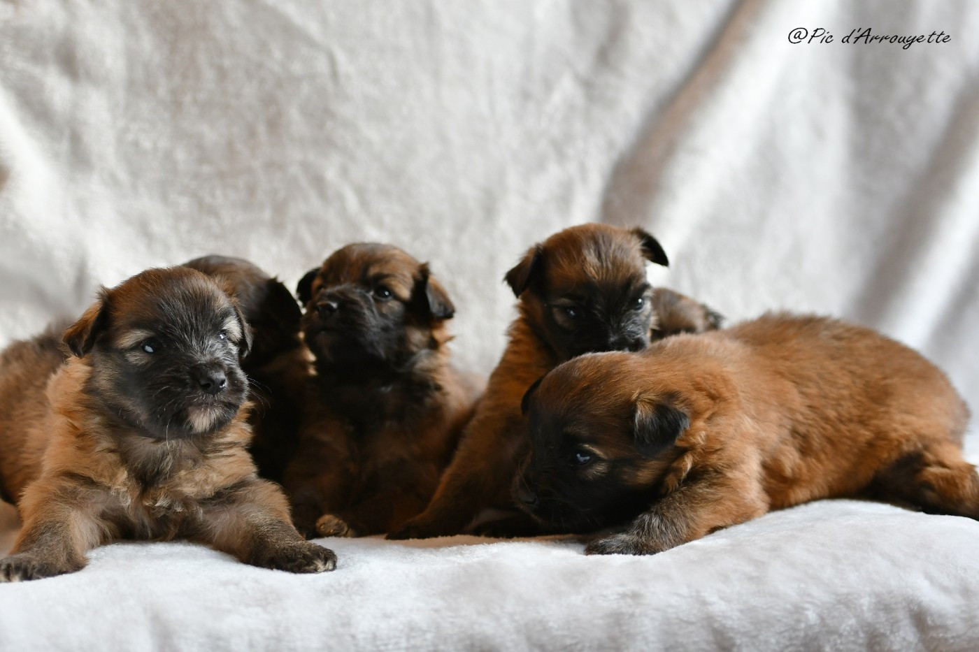 du Pic d'Arrouyette - Chiots disponibles à partir du 10 janvier 2026