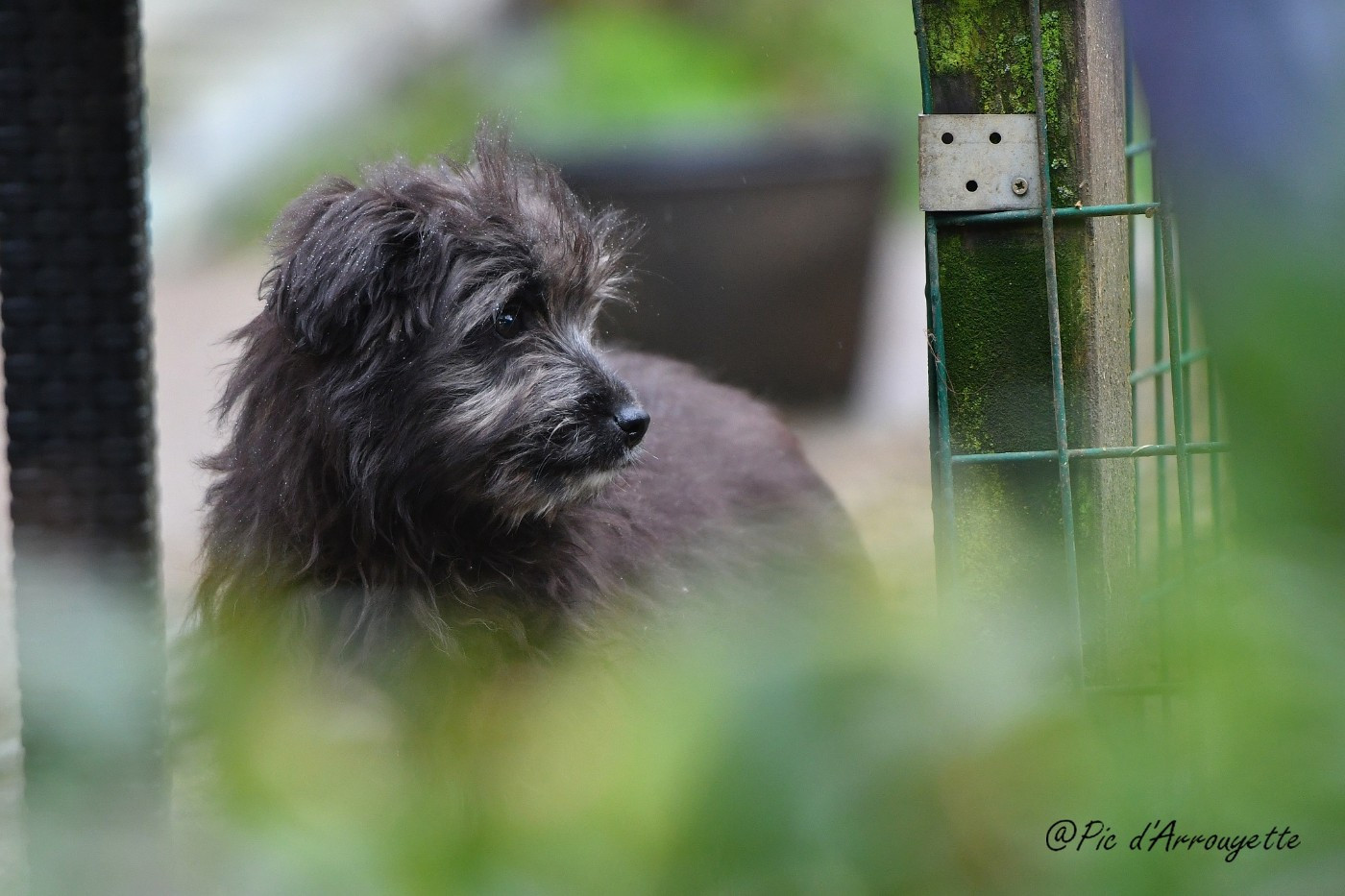 Chiots disponibles à partir du 8 janvier 2026