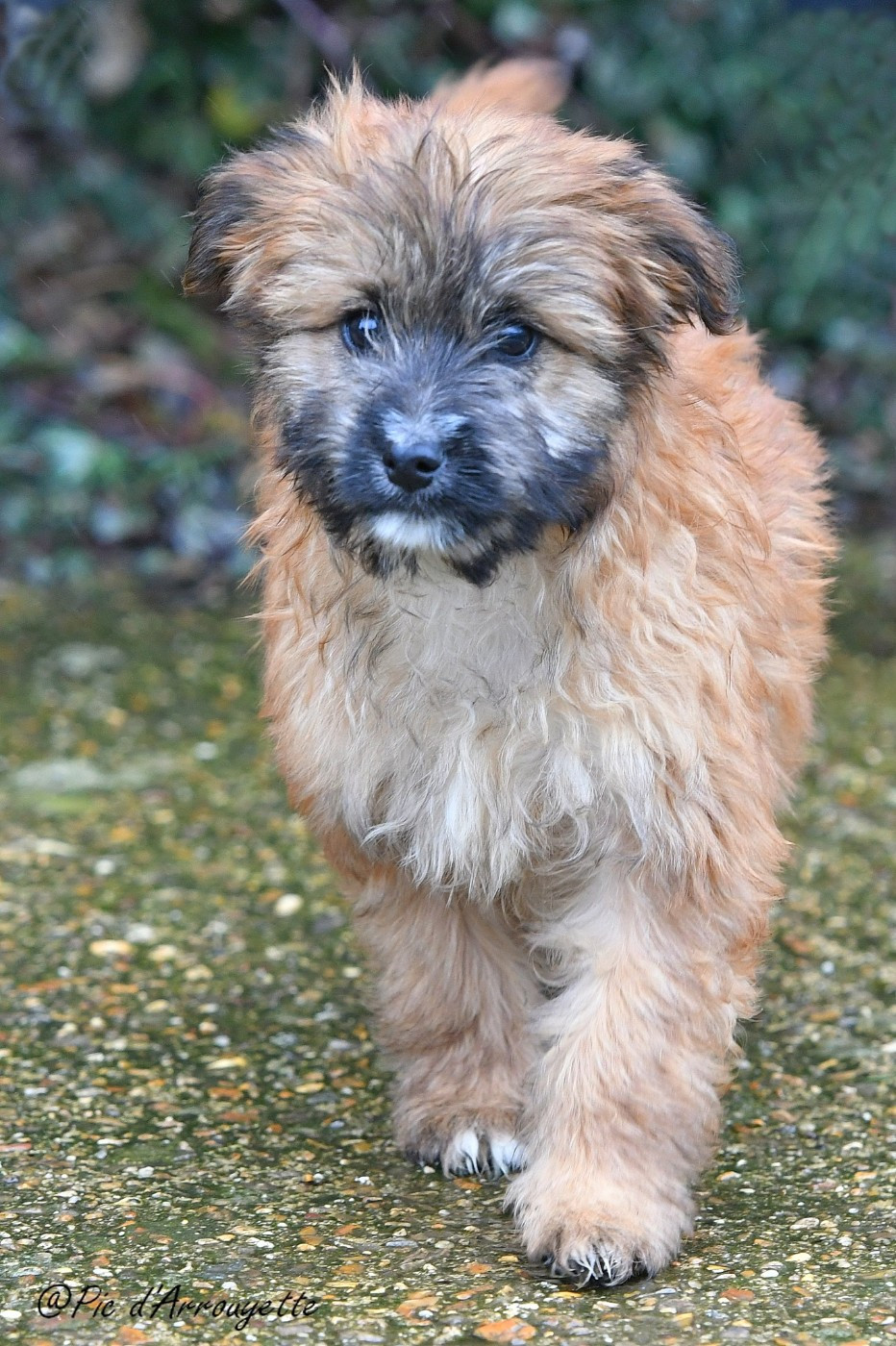 Chiots disponibles à partir du 10 janvier 2026