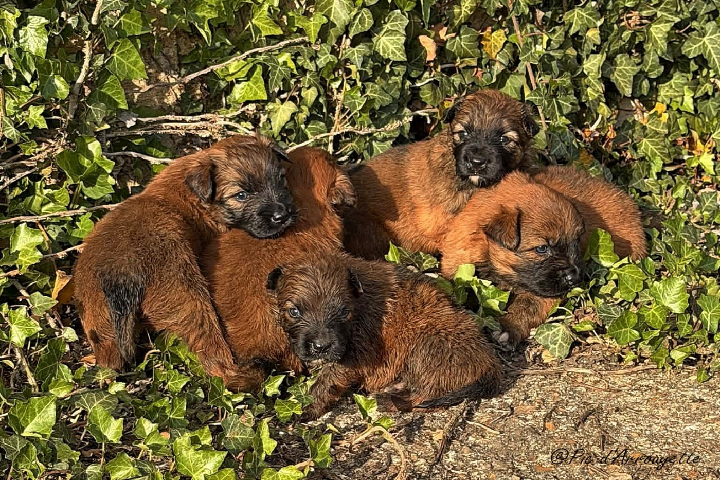 Chiots disponibles à partir du 15 mai 2026