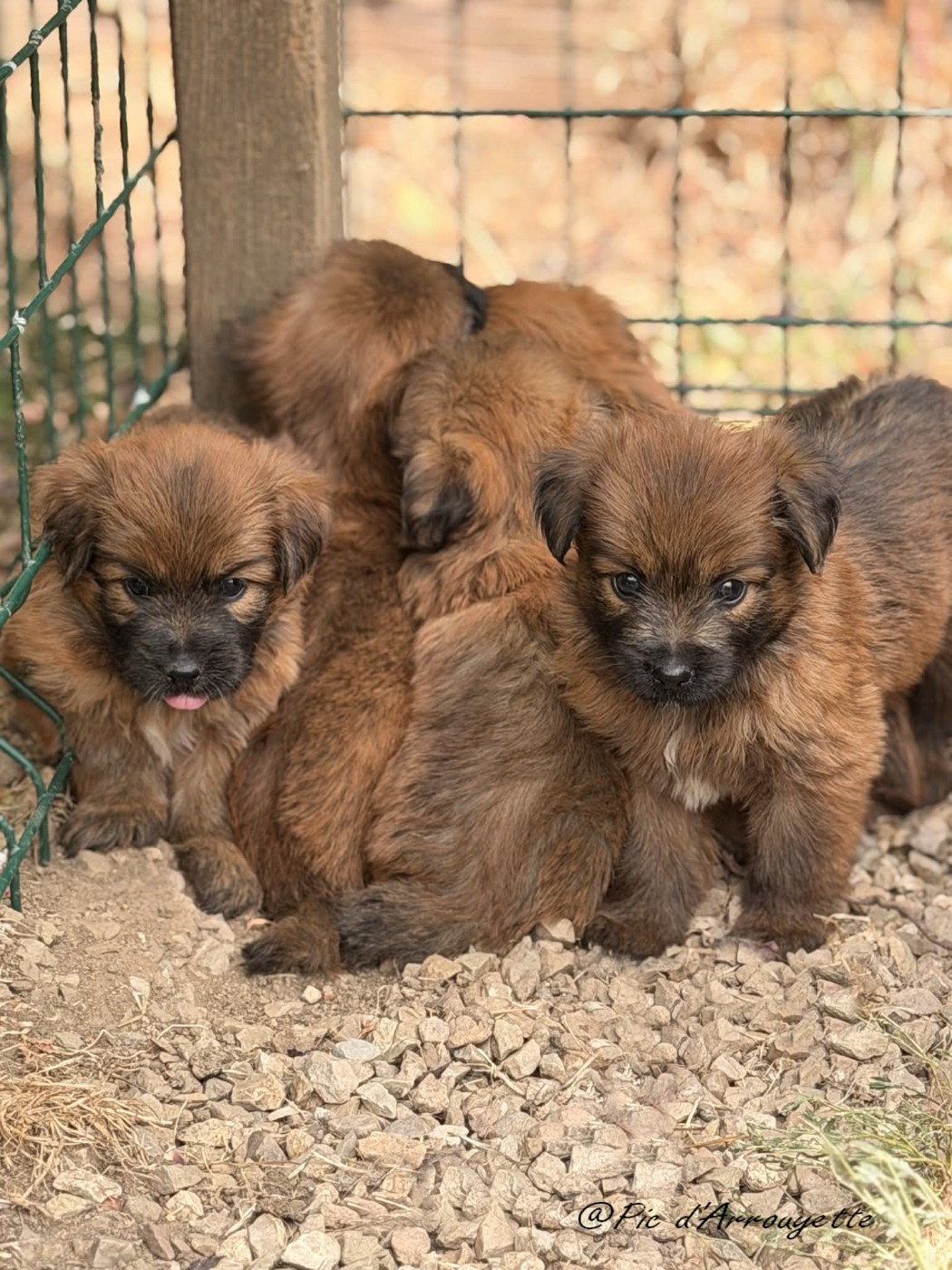 Chiots disponibles à partir du 1er septembre 2026