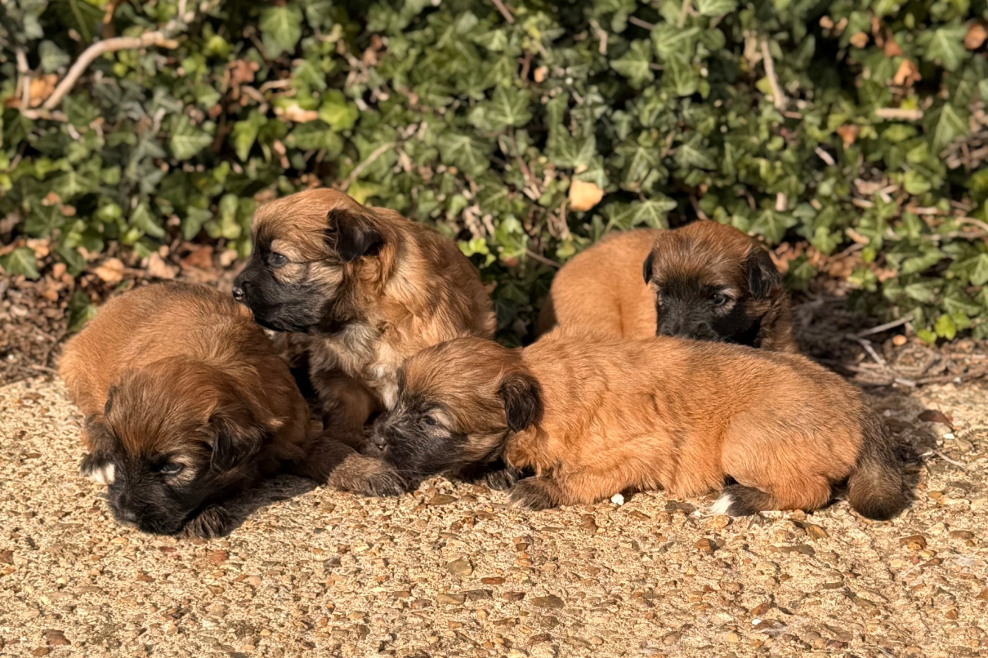 Chiots disponibles à partir du 15 novembre 2026
