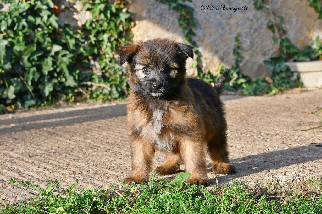 Chiots disponibles à partir du 15 Septembre 2025