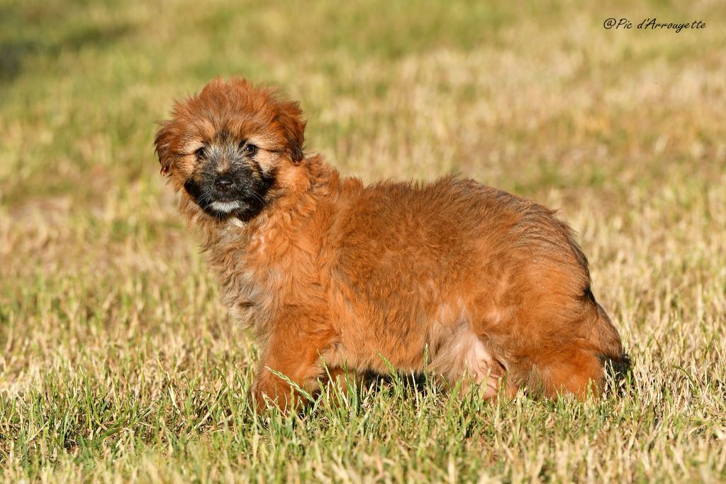 Chiots disponibles à partir du 1er juillet 2025