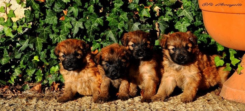Chiot Berger des Pyrenees à poil long du Pic d'Arrouyette
