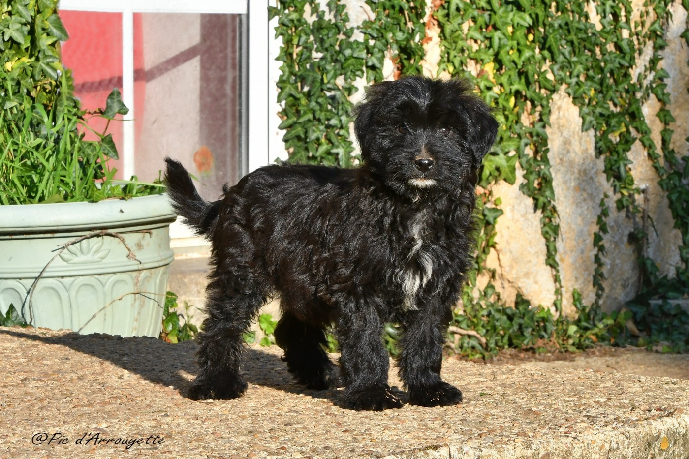 du Pic d'Arrouyette - Chiots disponibles - Berger des Pyrenees à poil long