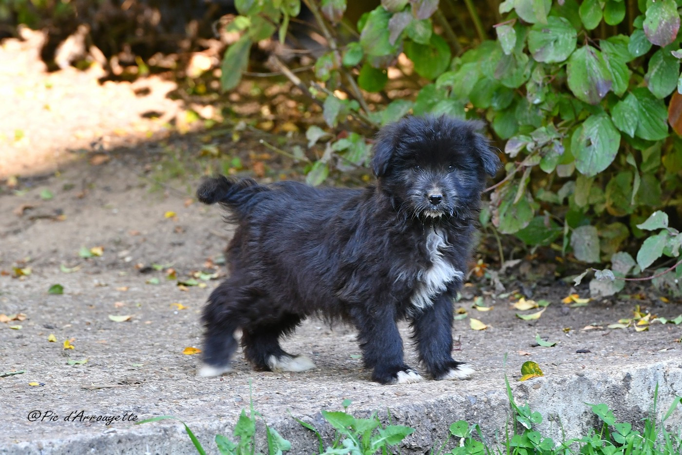 du Pic d'Arrouyette - Chiots disponibles - Berger des Pyrenees à poil long