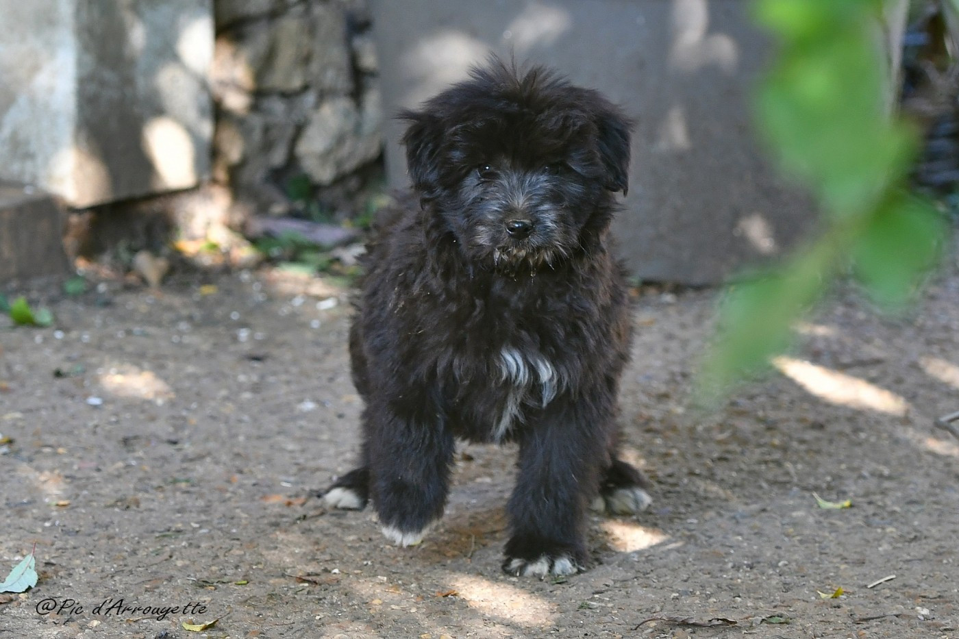 du Pic d'Arrouyette - Chiots disponibles - Berger des Pyrenees à poil long