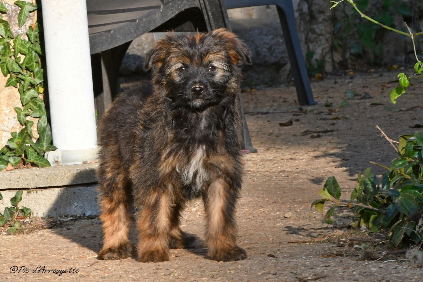 du Pic d'Arrouyette - Chiots disponibles - Berger des Pyrenees à poil long