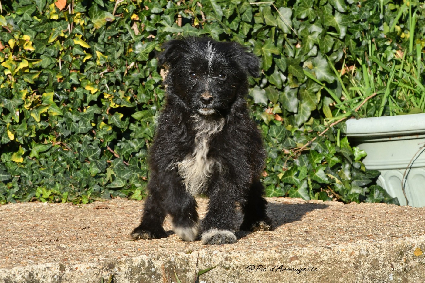 du Pic d'Arrouyette - Chiots disponibles - Berger des Pyrenees à poil long