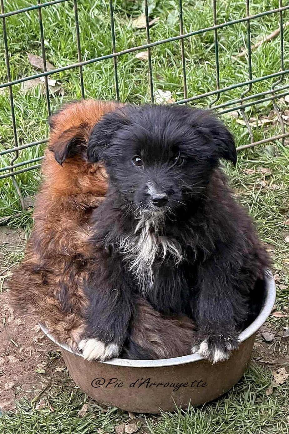 du Pic d'Arrouyette - Chiots disponibles - Berger des Pyrenees à poil long