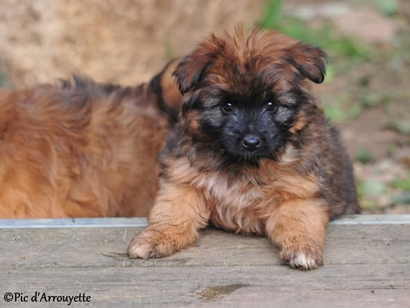 du Pic d'Arrouyette - Chiots disponibles - Berger des Pyrenees à poil long