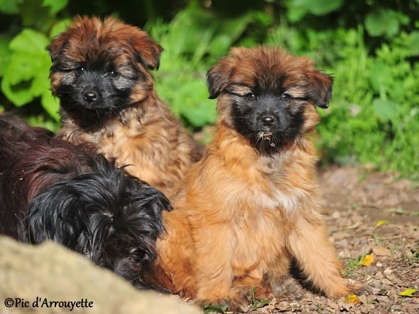 du Pic d'Arrouyette - Chiots disponibles - Berger des Pyrenees à poil long