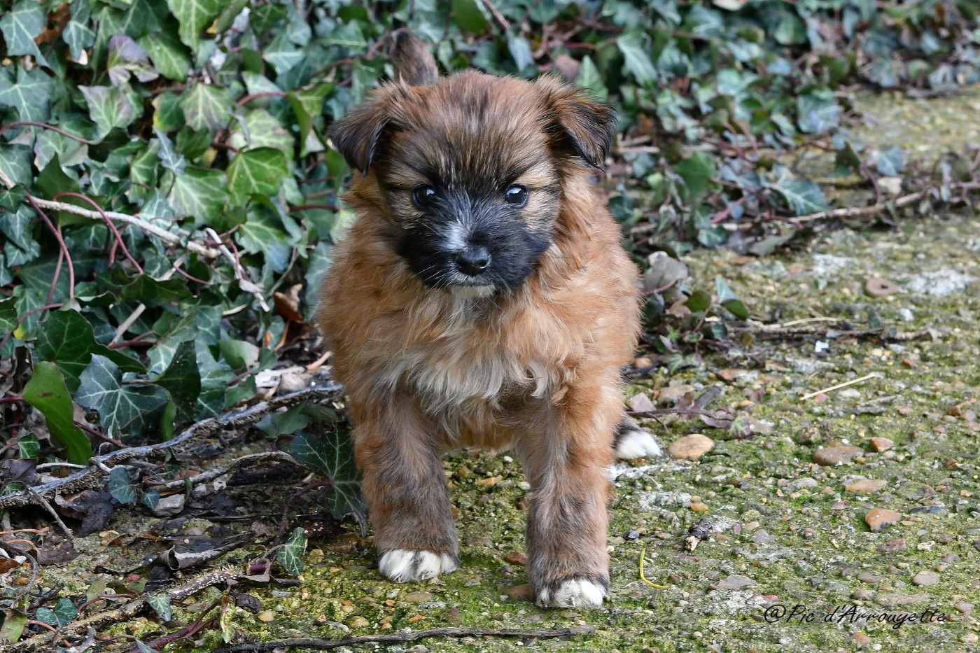du Pic d'Arrouyette - Chiots disponibles - Berger des Pyrenees à poil long