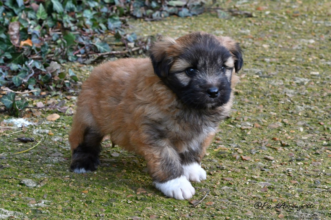 du Pic d'Arrouyette - Chiots disponibles - Berger des Pyrenees à poil long