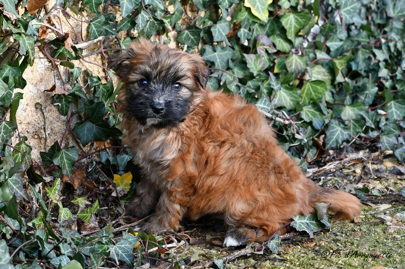 du Pic d'Arrouyette - Chiots disponibles - Berger des Pyrenees à poil long