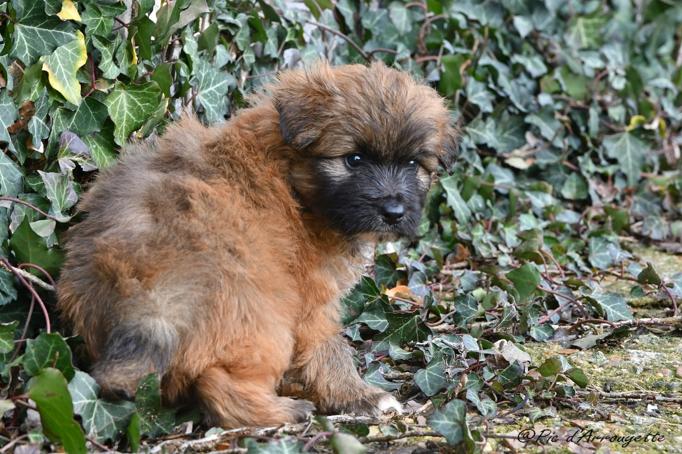 du Pic d'Arrouyette - Chiots disponibles - Berger des Pyrenees à poil long