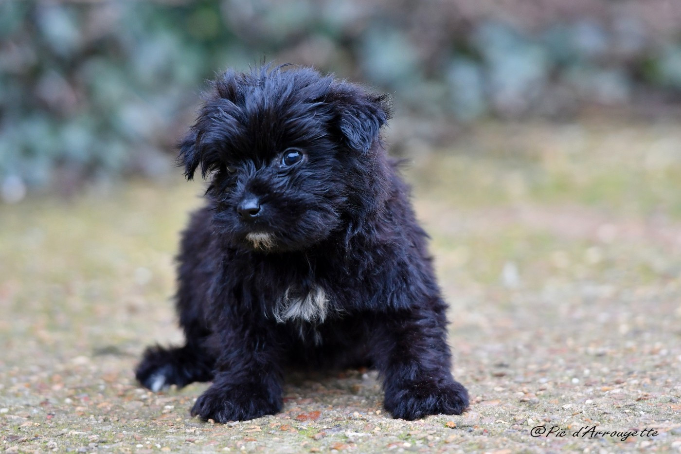 du Pic d'Arrouyette - Chiots disponibles - Berger des Pyrenees à poil long