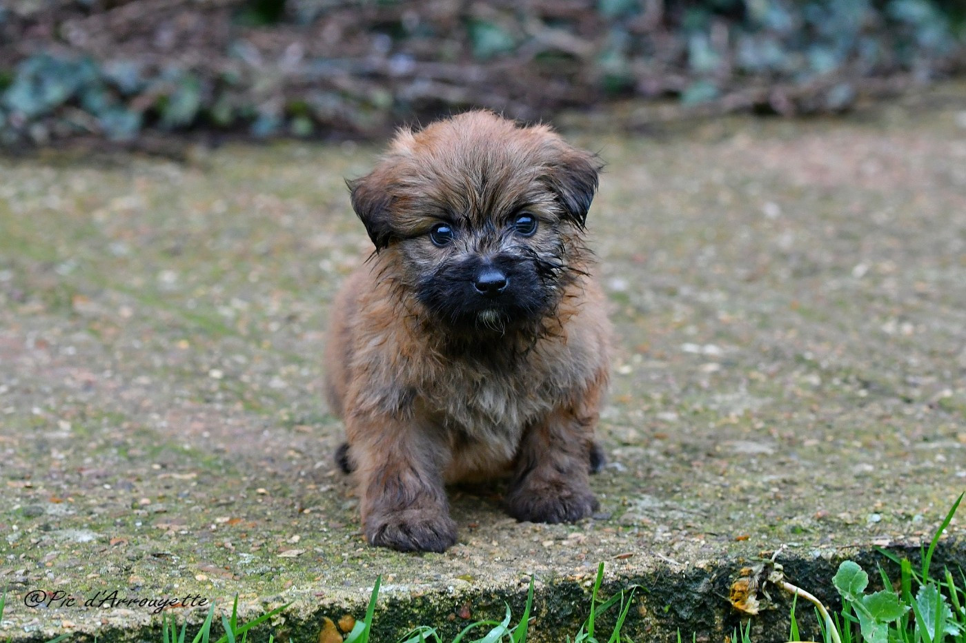 du Pic d'Arrouyette - Chiots disponibles - Berger des Pyrenees à poil long