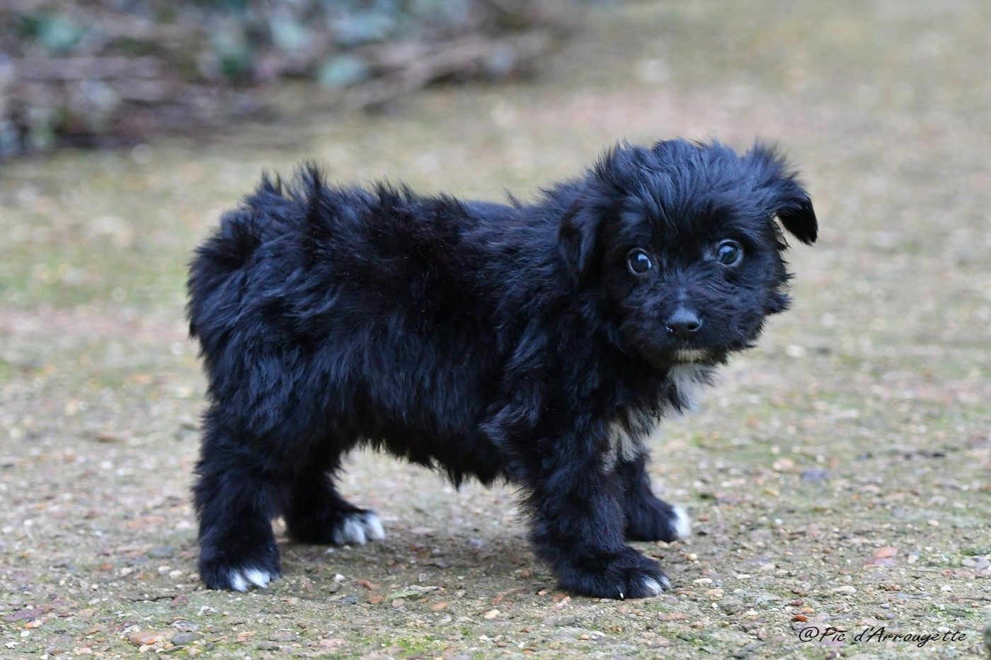 du Pic d'Arrouyette - Chiots disponibles - Berger des Pyrenees à poil long