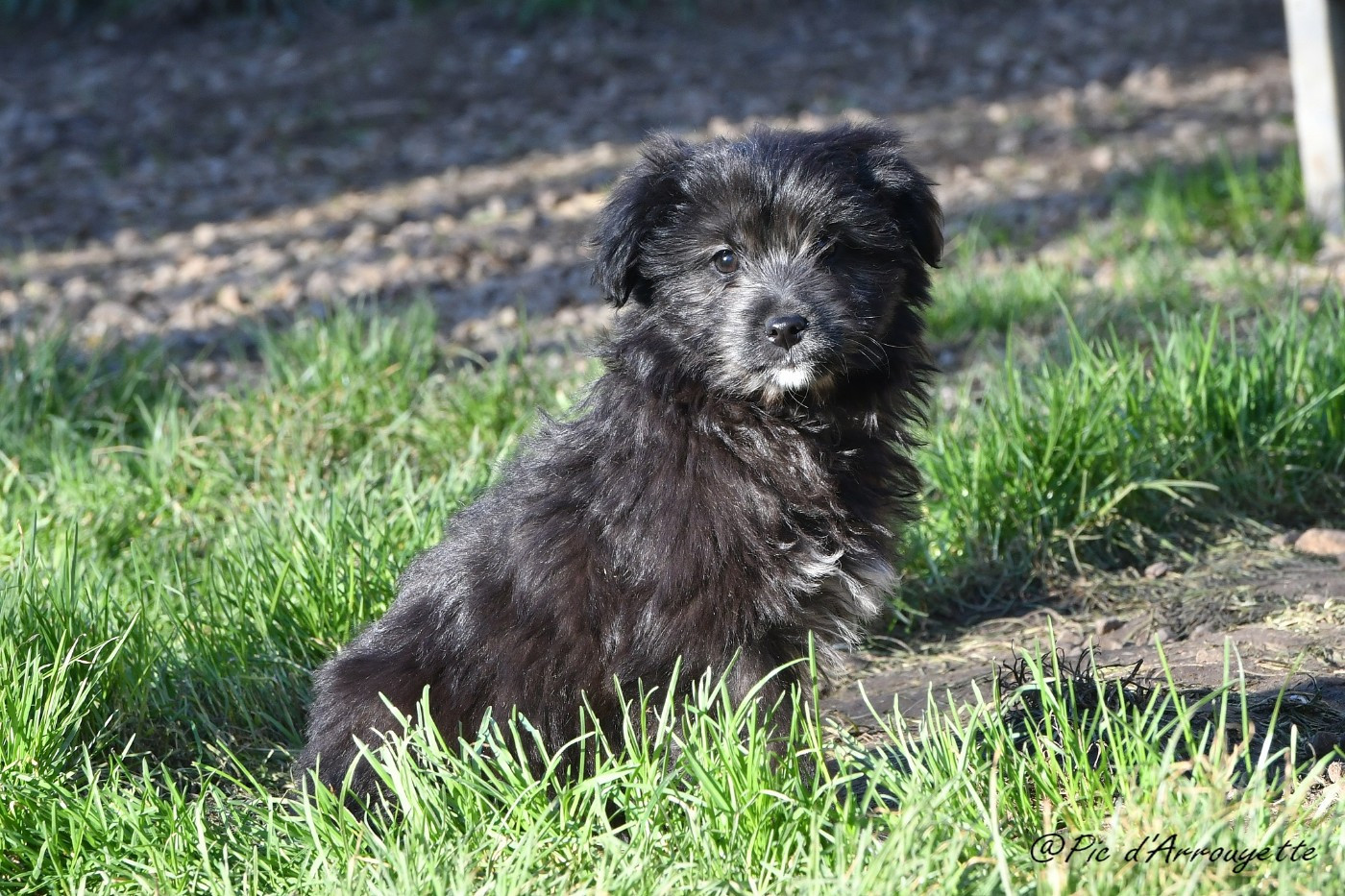 du Pic d'Arrouyette - Chiots disponibles - Berger des Pyrenees à poil long