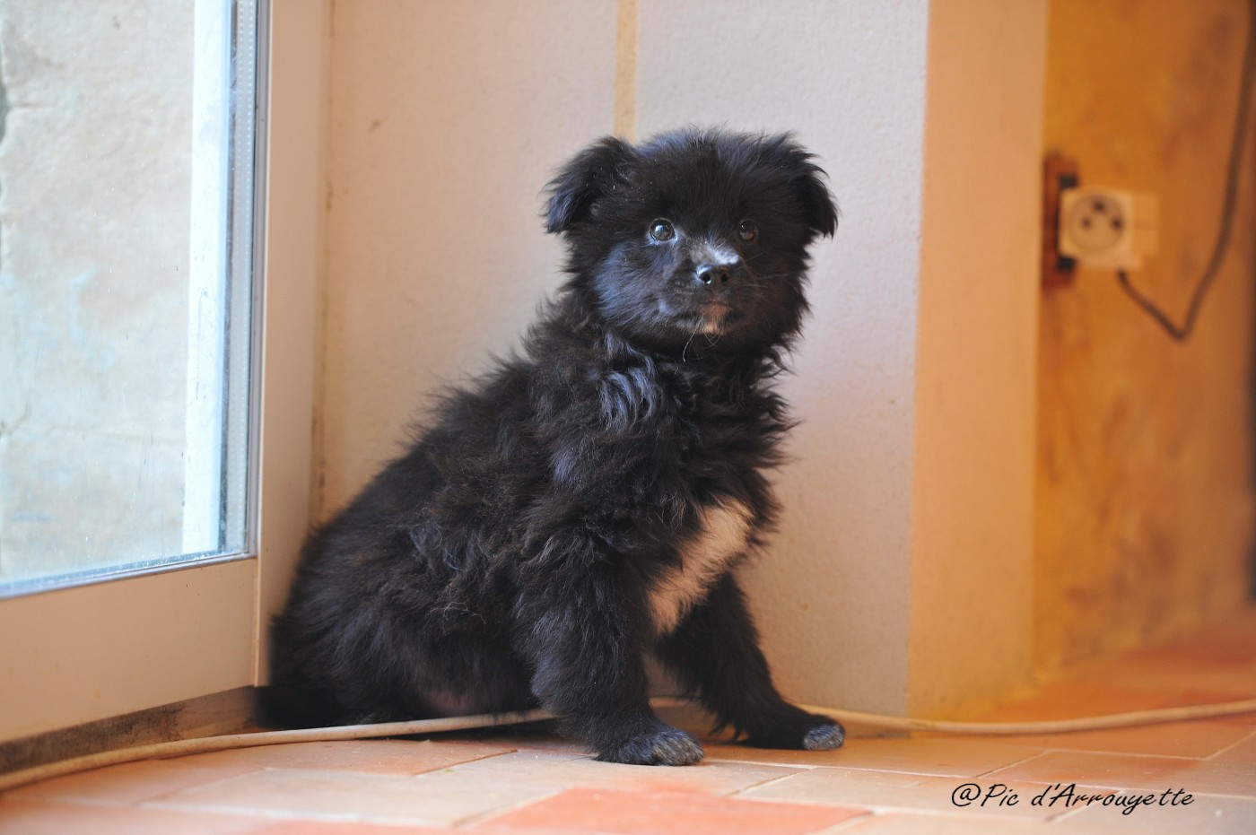 du Pic d'Arrouyette - Chiots disponibles - Berger des Pyrenees à poil long