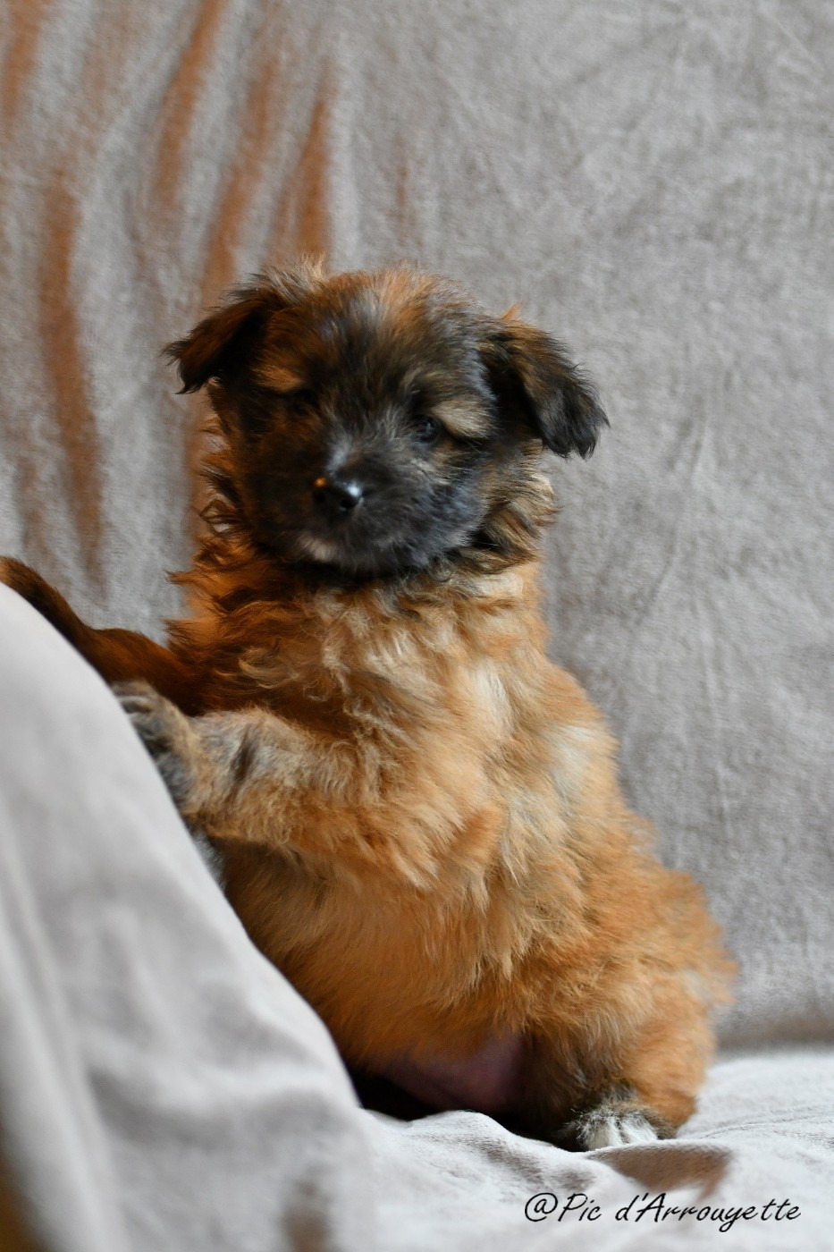 du Pic d'Arrouyette - Chiots disponibles - Berger des Pyrenees à poil long