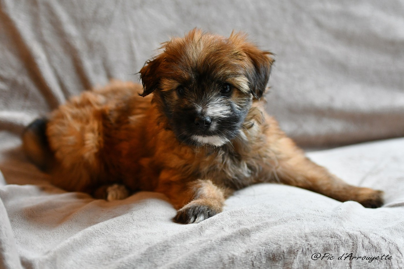 du Pic d'Arrouyette - Chiots disponibles - Berger des Pyrenees à poil long