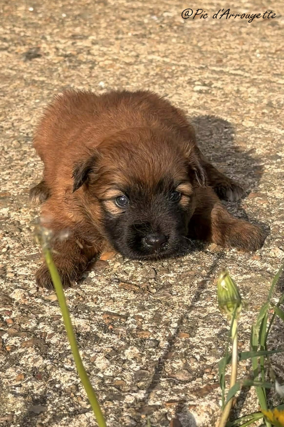 du Pic d'Arrouyette - Chiots disponibles - Berger des Pyrenees à poil long