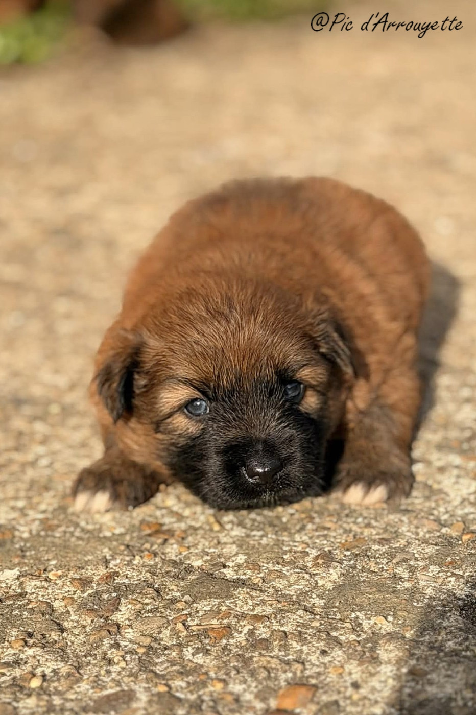 du Pic d'Arrouyette - Chiots disponibles - Berger des Pyrenees à poil long