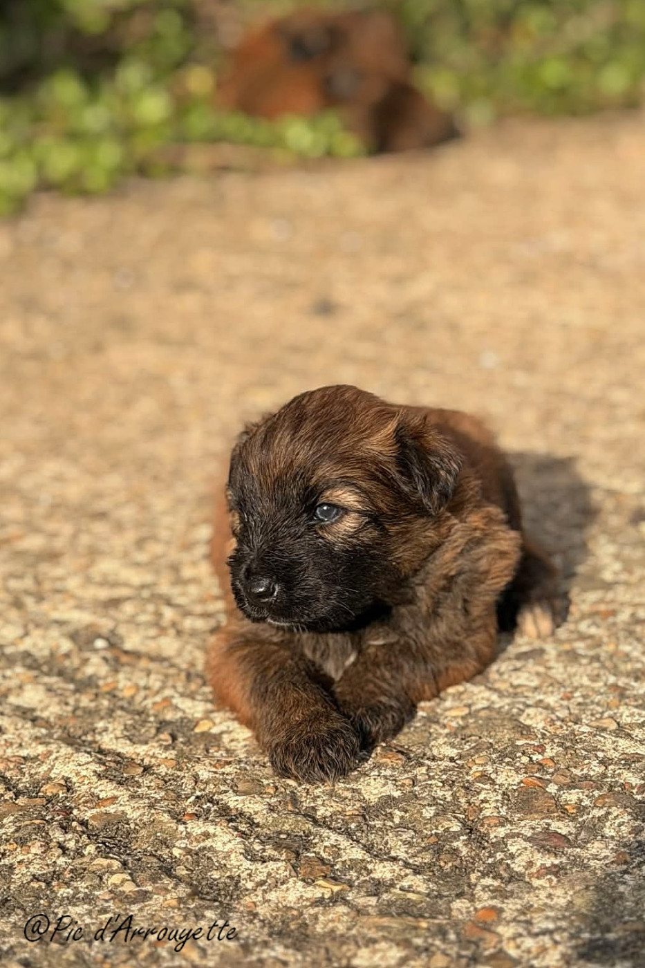 du Pic d'Arrouyette - Chiots disponibles - Berger des Pyrenees à poil long