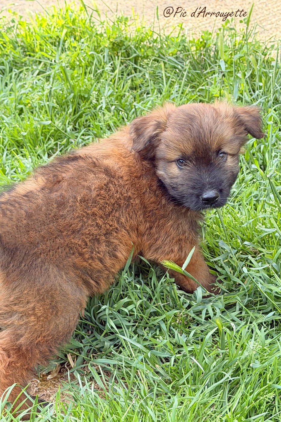 du Pic d'Arrouyette - Chiots disponibles - Berger des Pyrenees à poil long