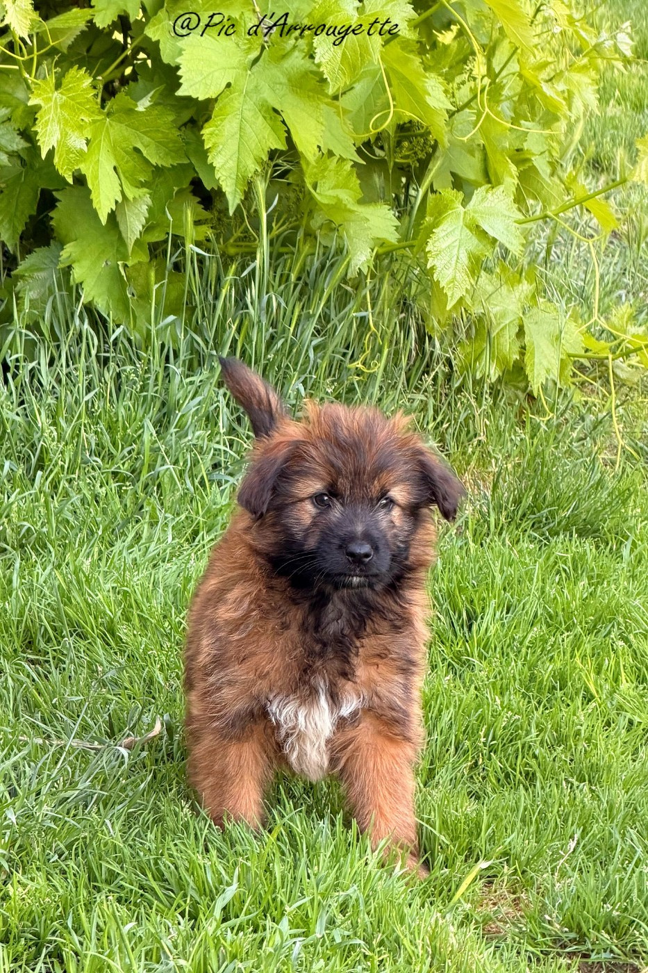 du Pic d'Arrouyette - Chiots disponibles - Berger des Pyrenees à poil long