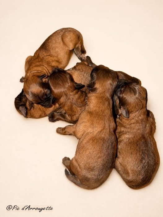 du Pic d'Arrouyette - Chiots disponibles - Berger des Pyrenees à poil long