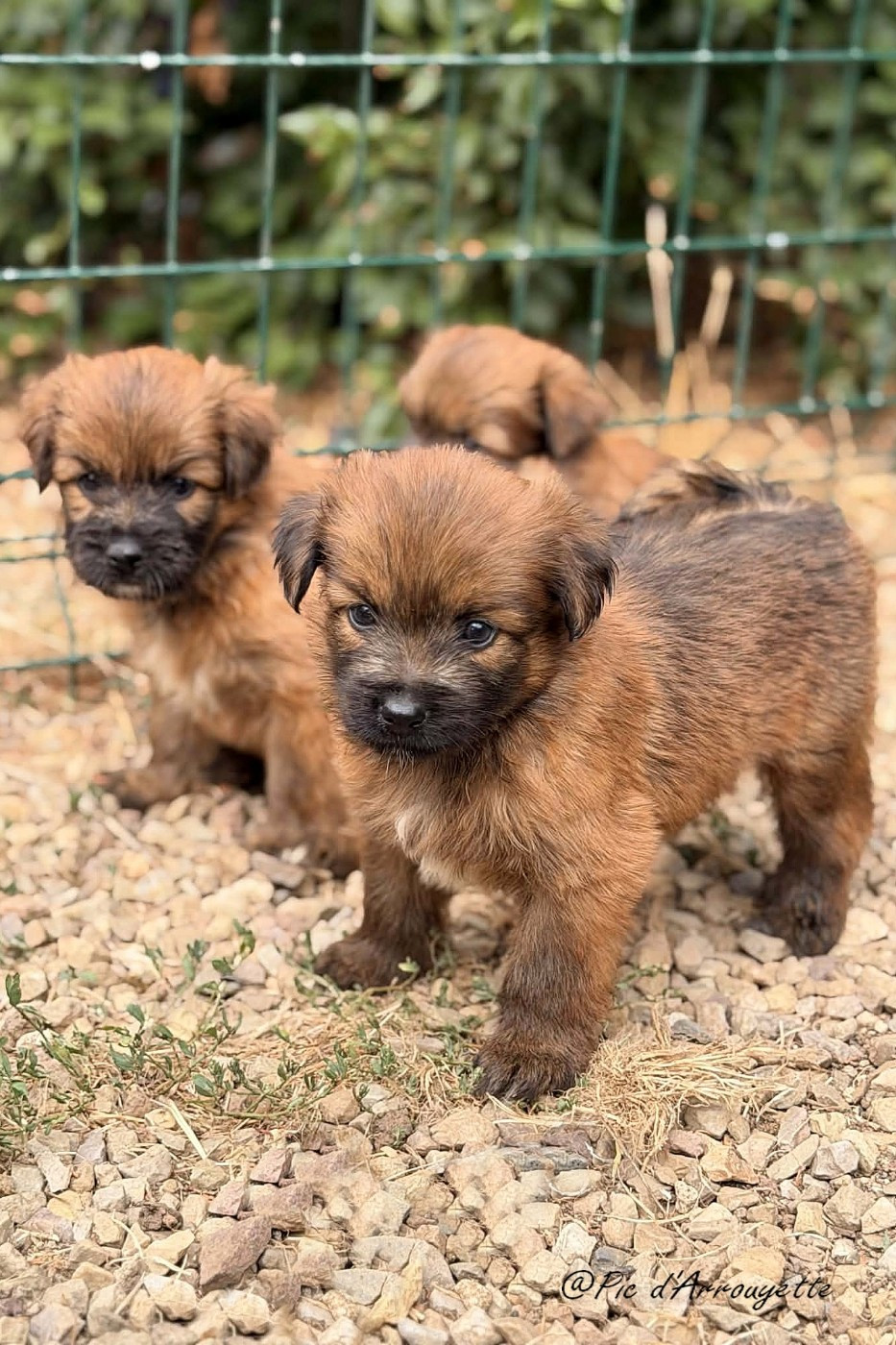 du Pic d'Arrouyette - Chiots disponibles - Berger des Pyrenees à poil long