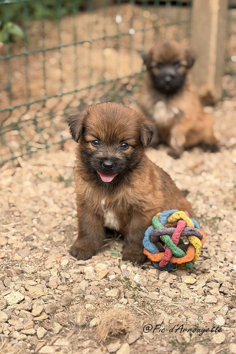 du Pic d'Arrouyette - Chiots disponibles - Berger des Pyrenees à poil long