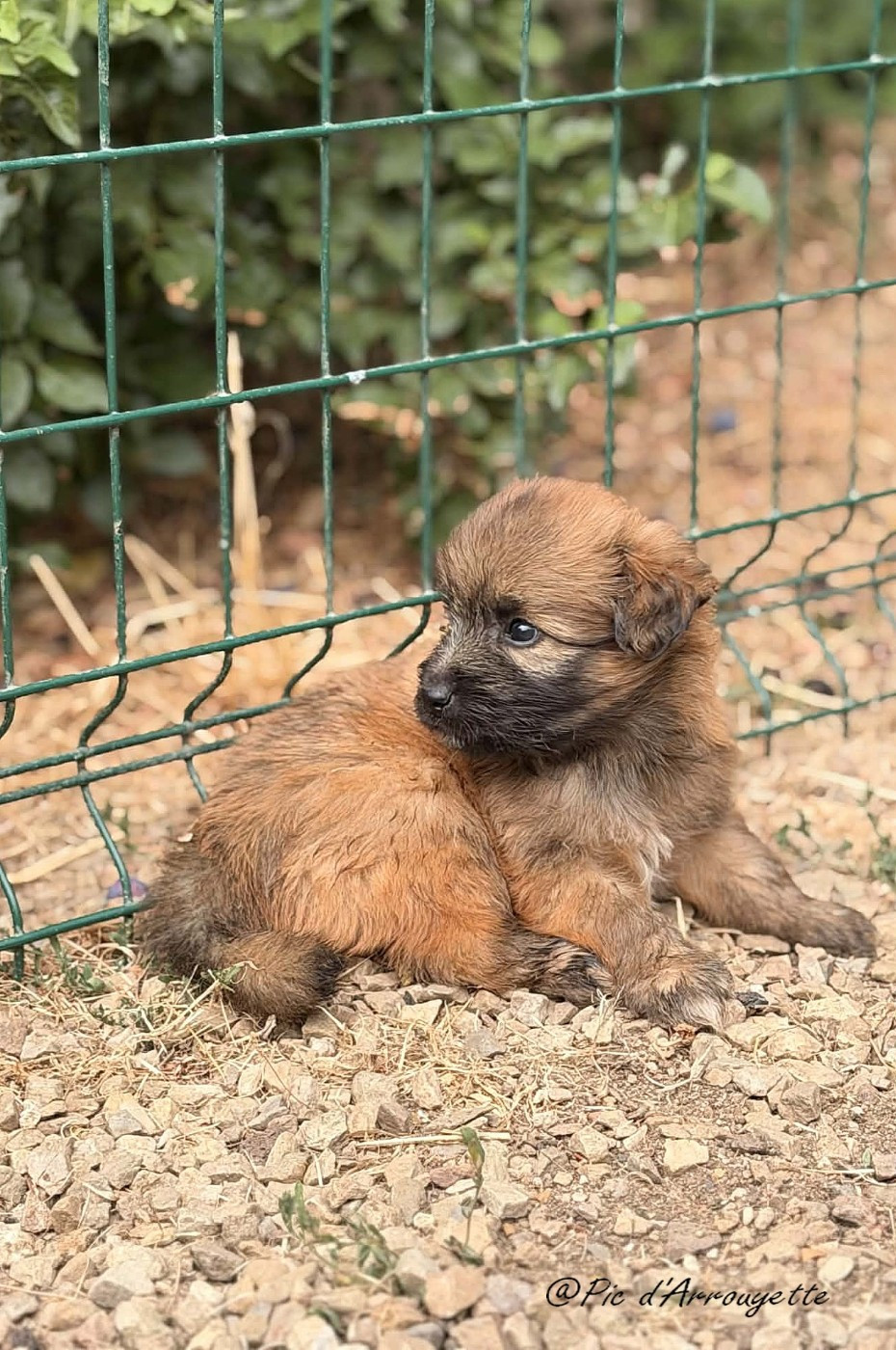 du Pic d'Arrouyette - Chiots disponibles - Berger des Pyrenees à poil long