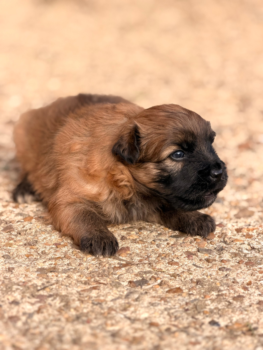 du Pic d'Arrouyette - Chiots disponibles - Berger des Pyrenees à poil long