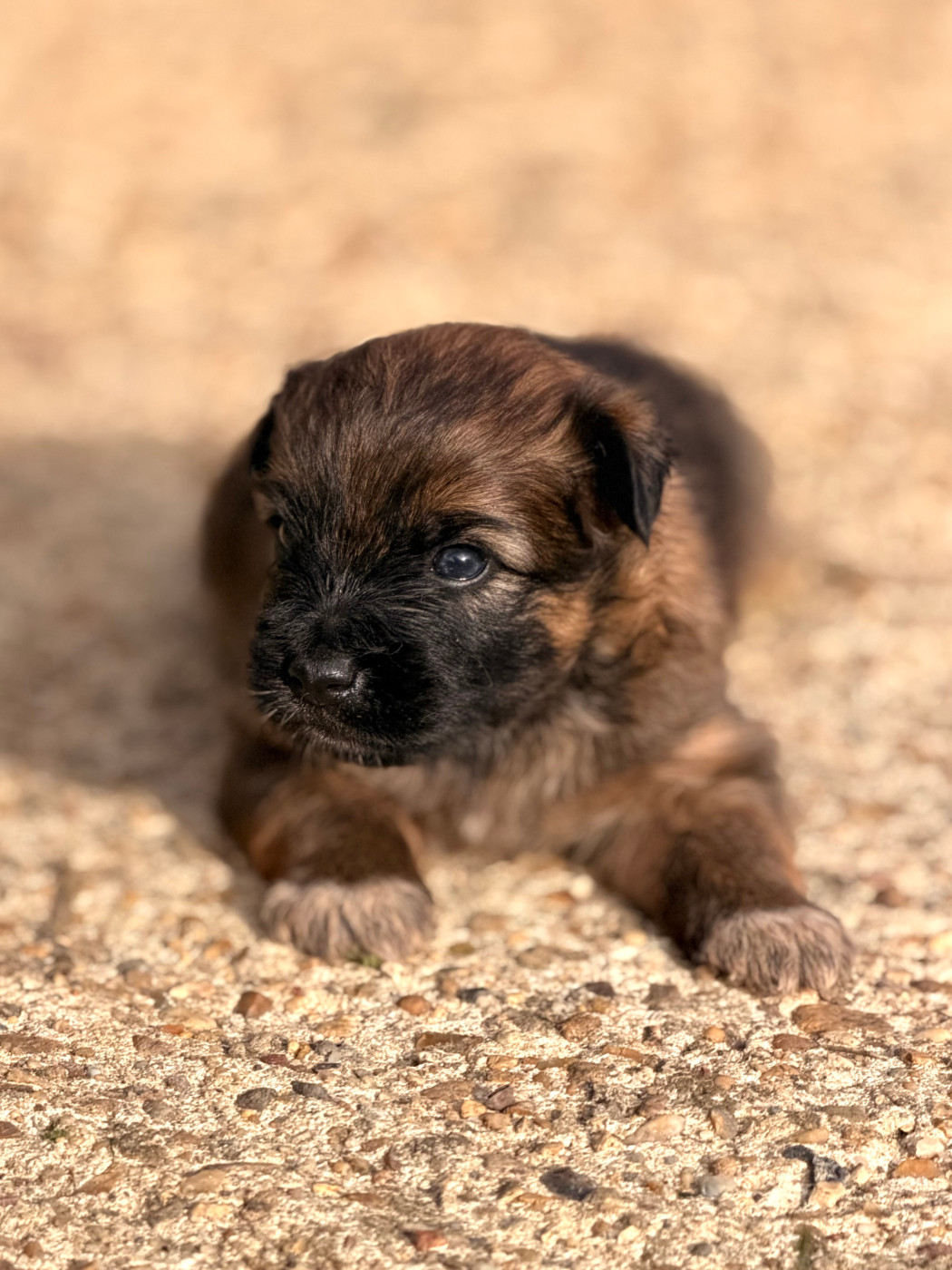 du Pic d'Arrouyette - Chiots disponibles - Berger des Pyrenees à poil long