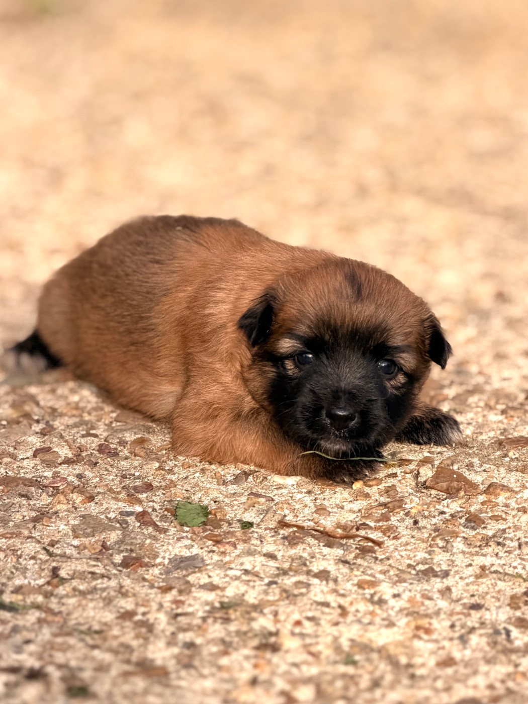 du Pic d'Arrouyette - Chiots disponibles - Berger des Pyrenees à poil long